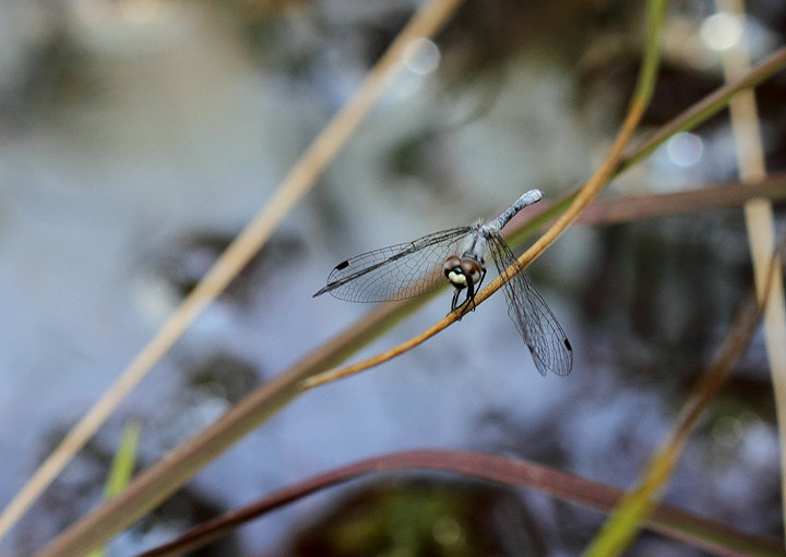 The impossibly tiny Elfin Skimmer, another very rare species in Maryland (Caroline Co., Maryland, 6/27/2010). Photo by Bill Hubick.