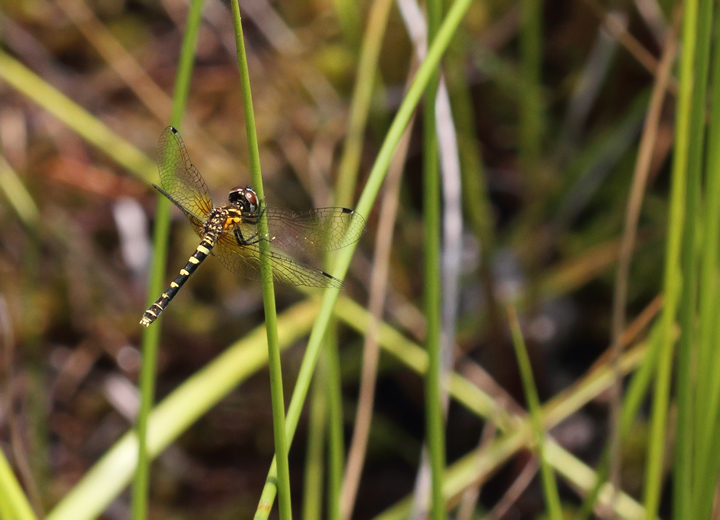 The impossibly tiny Elfin Skimmer, another very rare species in Maryland (Caroline Co., Maryland, 6/27/2010). Photo by Bill Hubick.