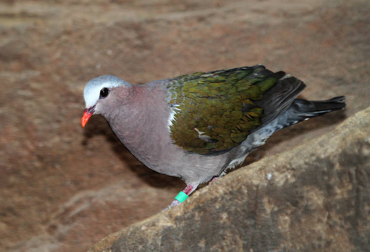 Emerald Pigeon - Australia exhibit at the National Aquarium (12/31/2009). Photo by Bill Hubick.