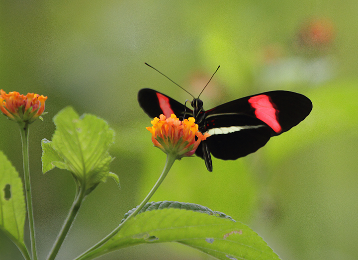 An Erato Longwing near Ballano Lake, Panama (7/10/2010). Photo by Bill Hubick.