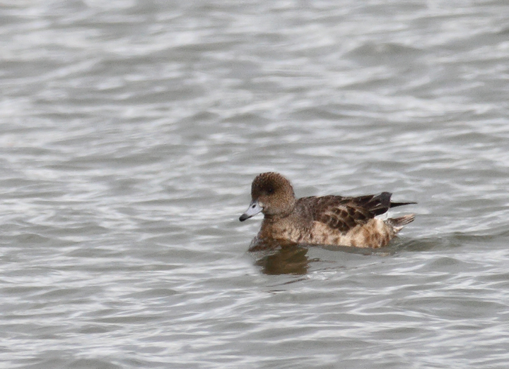 A Eurasian Wigeon near Ocean City, Maryland (12/5/2010). Although a notoriously subtle ID, this individual's warm rufous head coloration makes it a relatively straightforward call.  Photo by Bill Hubick.