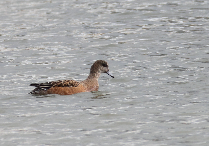 An interesting female American Wigeon (perhaps impossible to rule out a hybrid American x Eurasian) that was originally considered as a candidate for Eurasian. Note fairly uniform coloration between head and lower parts (but with some contrast); warm tones on the head (but mostly at the rear), lack of black markings at the base of the bill (uncommon but OK for American, apparently), and most of all structure (decidedly American). This last element is what kept the discussion of this bird alive (thanks, Matt Hafner, who remained troubled by the structure). Compare the shape of this bird and the definite Eurasian above. Discussion also brought to light that the lack of black line is highly suggestive, but <em>not</em> diagnostic as many believe. Discussion of challenging individuals like this one is so valuable to improving both our own and our collective identification skills. Same location as above near Ocean City, Maryland (12/5/2010). Thanks to Matt Hafner, Marshall Iliff, Mikey Lutmerding, and Dave Ziolkowski for contributing valuable input to the ID discussion. Photo by Bill Hubick.