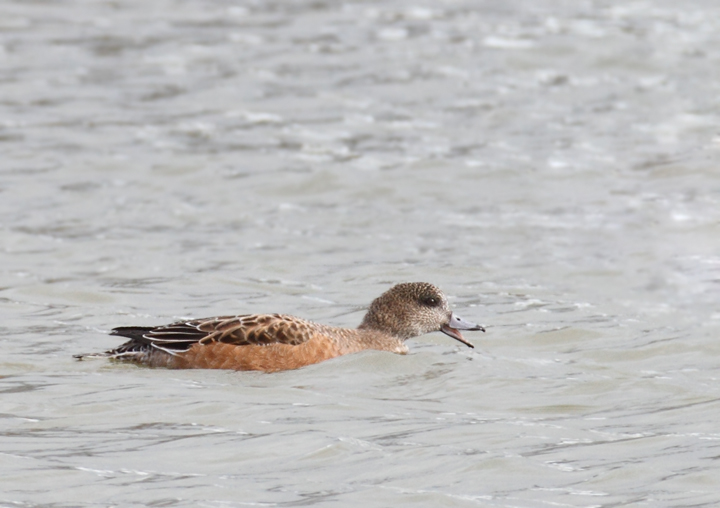 An interesting female American Wigeon (perhaps impossible to rule out a hybrid American x Eurasian) that was originally considered as a candidate for Eurasian. Note fairly uniform coloration between head and lower parts (but with some contrast); warm tones on the head (but mostly at the rear), lack of black markings at the base of the bill (uncommon but OK for American, apparently), and most of all structure (decidedly American). This last element is what kept the discussion of this bird alive (thanks, Matt Hafner, who remained troubled by the structure). Compare the shape of this bird and the definite Eurasian above. Discussion also brought to light that the lack of black line is highly suggestive, but <em>not</em> diagnostic as many believe. Discussion of challenging individuals like this one is so valuable to improving both our own and our collective identification skills. Same location as above near Ocean City, Maryland (12/5/2010). Thanks to Matt Hafner, Marshall Iliff, Mikey Lutmerding, and Dave Ziolkowski for contributing valuable input to the ID discussion. Photo by Bill Hubick.