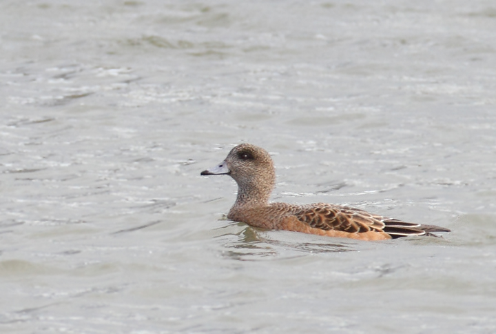 An interesting female American Wigeon (perhaps impossible to rule out a hybrid American x Eurasian) that was originally considered as a candidate for Eurasian. Note fairly uniform coloration between head and lower parts (but with some contrast); warm tones on the head (but mostly at the rear), lack of black markings at the base of the bill (uncommon but OK for American, apparently), and most of all structure (decidedly American). This last element is what kept the discussion of this bird alive (thanks, Matt Hafner, who remained troubled by the structure). Compare the shape of this bird and the definite Eurasian above. Discussion also brought to light that the lack of black line is highly suggestive, but <em>not</em> diagnostic as many believe. Discussion of challenging individuals like this one is so valuable to improving both our own and our collective identification skills. Same location as above near Ocean City, Maryland (12/5/2010). Thanks to Matt Hafner, Marshall Iliff, Mikey Lutmerding, and Dave Ziolkowski for contributing valuable input to the ID discussion. Photo by Bill Hubick.