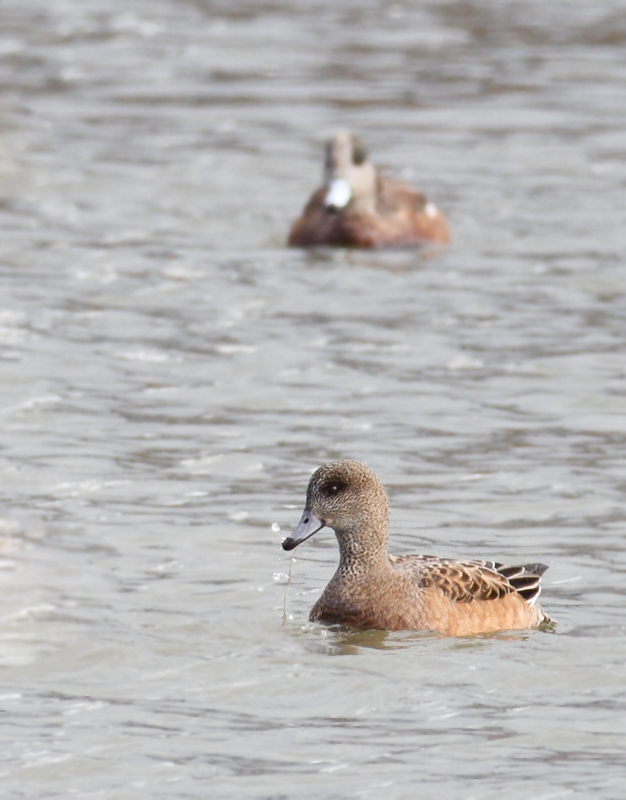 An interesting female American Wigeon (perhaps impossible to rule out a hybrid American x Eurasian) that was originally considered as a candidate for Eurasian. Note fairly uniform coloration between head and lower parts (but with some contrast); warm tones on the head (but mostly at the rear), lack of black markings at the base of the bill (uncommon but OK for American, apparently), and most of all structure (decidedly American). This last element is what kept the discussion of this bird alive (thanks, Matt Hafner, who remained troubled by the structure). Compare the shape of this bird and the definite Eurasian above. Discussion also brought to light that the lack of black line is highly suggestive, but <em>not</em> diagnostic as many believe. Discussion of challenging individuals like this one is so valuable to improving both our own and our collective identification skills. Same location as above near Ocean City, Maryland (12/5/2010). Thanks to Matt Hafner, Marshall Iliff, Mikey Lutmerding, and Dave Ziolkowski for contributing valuable input to the ID discussion. Photo by Bill Hubick.