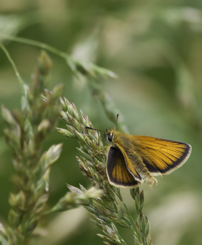 A European Skippeer in western Garrett Co., Maryland (6/12/2011). Photo by Bill Hubick.