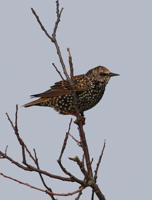 A European Starling at Bayside on Assateague Island, Maryland (10/12/2009).