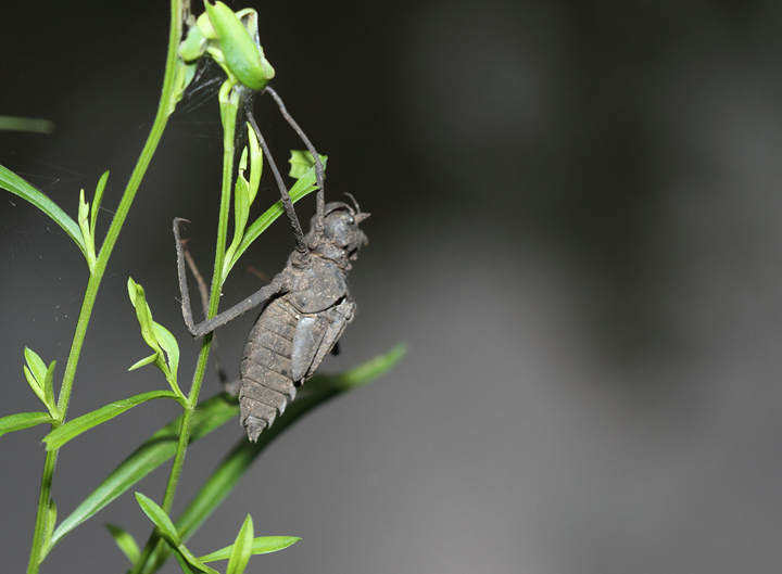 A dragonfly exuviae, where a dragonfly completed its transformation to adulthood, in Caroline Co., Maryland (6/26/2010). Richard Orr identified it as a <em>Macromia</em>, one of the cruisers. Photo by Bill Hubick.