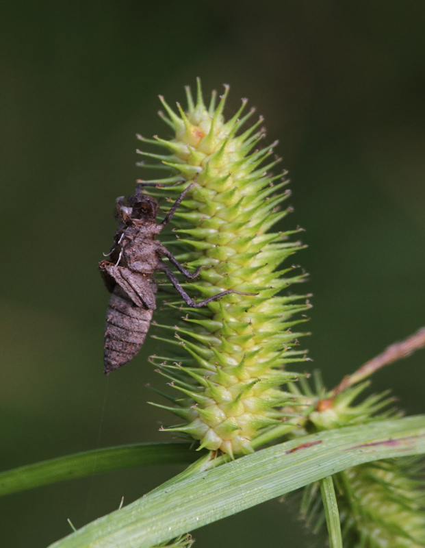 A dragonfly exuviae in Kent Co., Maryland (6/26/2010).  Photo by Bill Hubick.