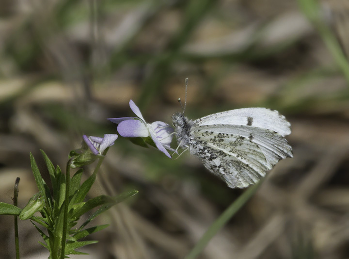 A female Falcate Orangetip in Green Ridge SF, Maryland (4/30/2011). Photo by Bill Hubick.