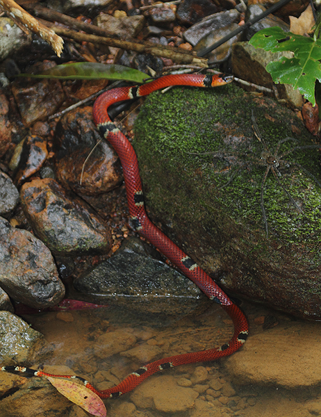 Spotting this beautiful and terrifying creature while walking in a remote streambed was a moment I won't forget - Mimic False Coral Snake (<em>Erythrolamprus mimus</em>). Note its companion on the rock. Photo by Bill Hubick.