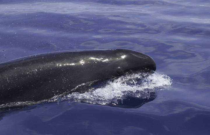 Pseudorca! False Killer Whales (<em>Pseudorca crassidens</em>) off Cape Hatteras, North Carolina (5/29/2011). Brian Patteson said this was only the sixth time he'd encountered this species on his trips. This species wanders the tropical and temperate seas of the world and will attack and kill other cetaceans. It is the only member of its genus (<em>Pseudorca</em>) and is not closely related to true Orcas. Photo by Bill Hubick.