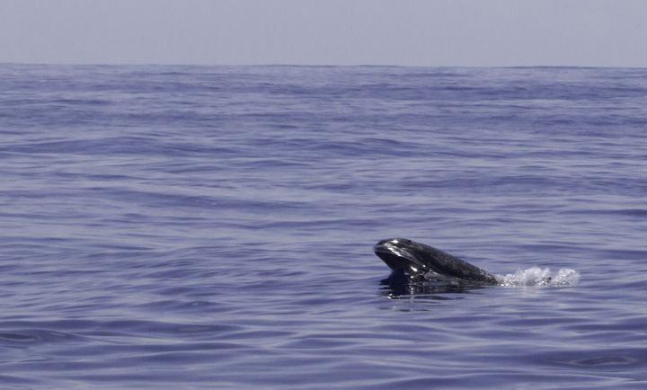 Pseudorca! False Killer Whales (<em>Pseudorca crassidens</em>) off Cape Hatteras, North Carolina (5/29/2011). Brian Patteson said this was only the sixth time he'd encountered this species on his trips. This species wanders the tropical and temperate seas of the world and will attack and kill other cetaceans. It is the only member of its genus (<em>Pseudorca</em>) and is not closely related to true Orcas. Photo by Bill Hubick.