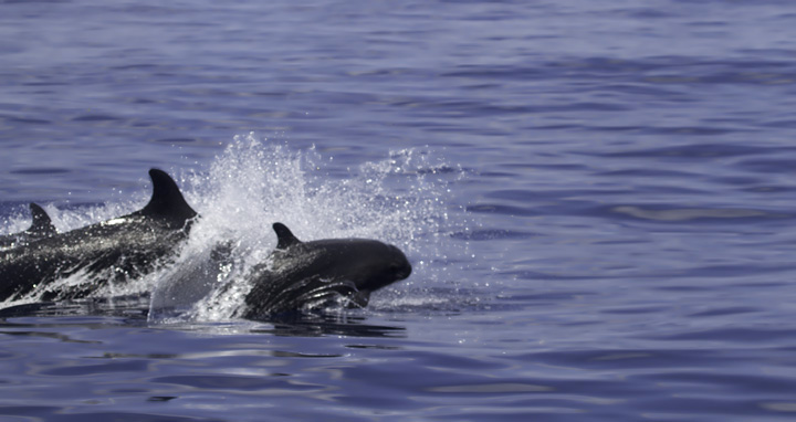 Pseudorca! False Killer Whales (<em>Pseudorca crassidens</em>) off Cape Hatteras, North Carolina (5/29/2011). Brian Patteson said this was only the sixth time he'd encountered this species on his trips. This species wanders the tropical and temperate seas of the world and will attack and kill other cetaceans. It is the only member of its genus (<em>Pseudorca</em>) and is not closely related to true Orcas. Photo by Bill Hubick.