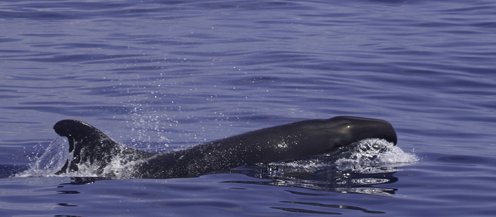 Pseudorca! False Killer Whales (<em>Pseudorca crassidens</em>) off Cape Hatteras, North Carolina (5/29/2011). Brian Patteson said this was only the sixth time he'd encountered this species on his trips. This species wanders the tropical and temperate seas of the world and will attack and kill other cetaceans. It is the only member of its genus (<em>Pseudorca</em>) and is not closely related to true Orcas. Photo by Bill Hubick.