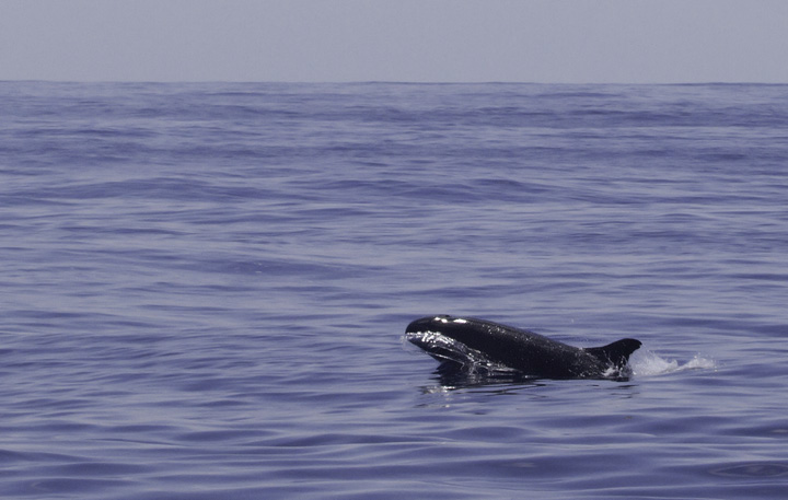 Pseudorca! False Killer Whales (<em>Pseudorca crassidens</em>) off Cape Hatteras, North Carolina (5/29/2011). Brian Patteson said this was only the sixth time he'd encountered this species on his trips. This species wanders the tropical and temperate seas of the world and will attack and kill other cetaceans. It is the only member of its genus (<em>Pseudorca</em>) and is not closely related to true Orcas. Photo by Bill Hubick.