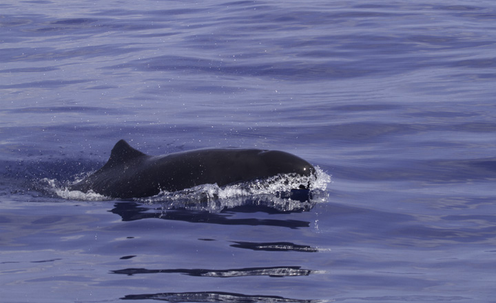 Pseudorca! False Killer Whales (<em>Pseudorca crassidens</em>) off Cape Hatteras, North Carolina (5/29/2011). Brian Patteson said this was only the sixth time he'd encountered this species on his trips. This species wanders the tropical and temperate seas of the world and will attack and kill other cetaceans. It is the only member of its genus (<em>Pseudorca</em>) and is not closely related to true Orcas. Photo by Bill Hubick.