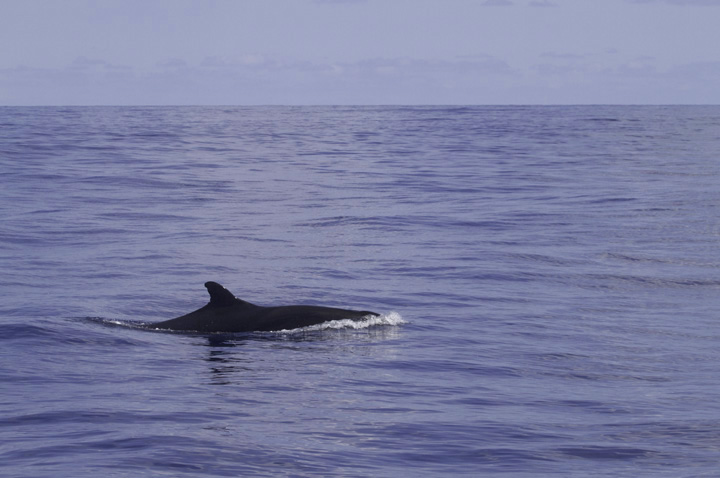 Pseudorca! False Killer Whales (<em>Pseudorca crassidens</em>) off Cape Hatteras, North Carolina (5/29/2011). Brian Patteson said this was only the sixth time he'd encountered this species on his trips. This species wanders the tropical and temperate seas of the world and will attack and kill other cetaceans. It is the only member of its genus (<em>Pseudorca</em>) and is not closely related to true Orcas. Photo by Bill Hubick.