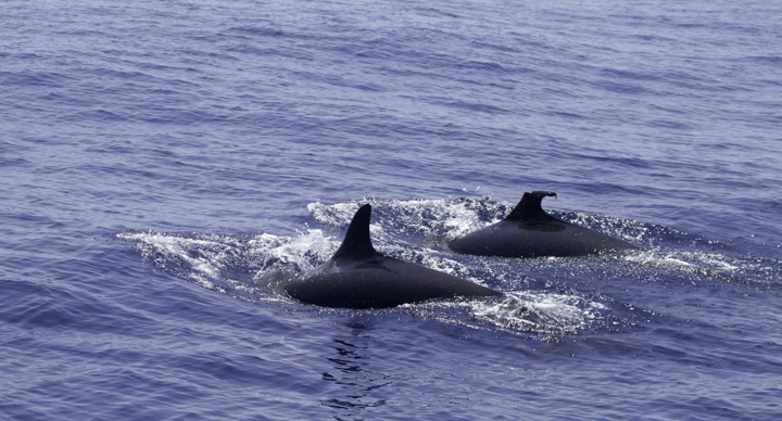 Pseudorca! False Killer Whales (<em>Pseudorca crassidens</em>) off Cape Hatteras, North Carolina (5/29/2011). Brian Patteson said this was only the sixth time he'd encountered this species on his trips. This species wanders the tropical and temperate seas of the world and will attack and kill other cetaceans. It is the only member of its genus (<em>Pseudorca</em>) and is not closely related to true Orcas. Photo by Bill Hubick.