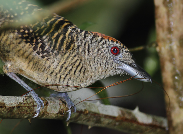 A female Fasciated Antshrike gathering nesting material (Panama, July 2010). Photo by Bill Hubick.