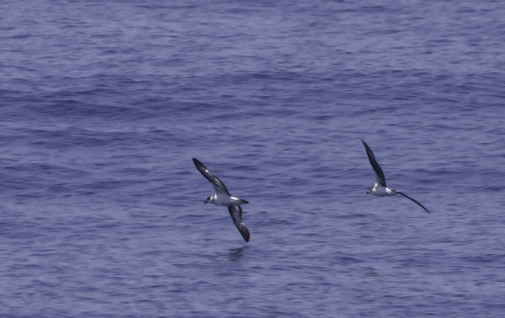 A rare Fea's Petrel (right) with a Black-capped Petrel (left) off Cape Hatteras, North Carolina (5/29/2011). It breeds in the Cape Verde Islands and Madeira Islands (Bugio) on the other side of the Atlantic. How rare? How awesome? Here's its <a href='http://www.iucnredlist.org/apps/redlist/images/range/thumbs/144856.png' target='_blank' class='text'> range map.</a> Photo by Bill Hubick.