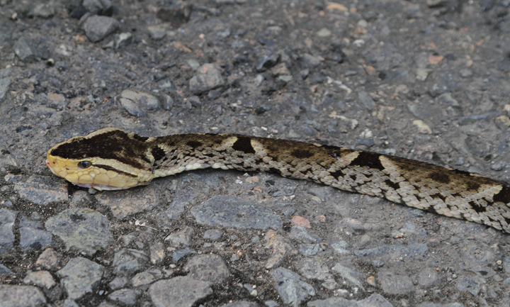 A Fer-de-Lance found dead on the road near Canita, Panama (7/10/2010). Photo by Bill Hubick.