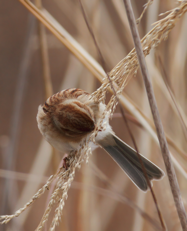 A Field Sparrow feeding on seed heads in Charles Co., Maryland (12/18/2010). Photo by Bill Hubick.