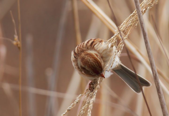 A Field Sparrow feeding on seed heads in Charles Co., Maryland (12/18/2010). Photo by Bill Hubick.