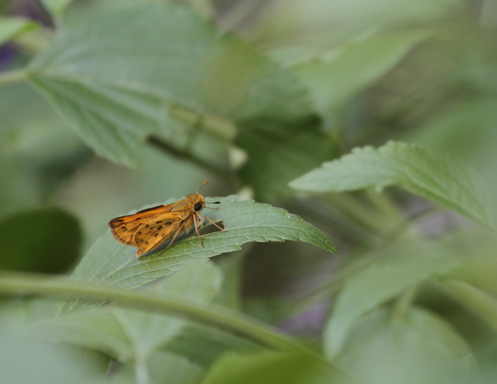 A Fiery Skipper in our yard in Anne Arundel Co., Maryland (10/2/2010). Photo by Bill Hubick.