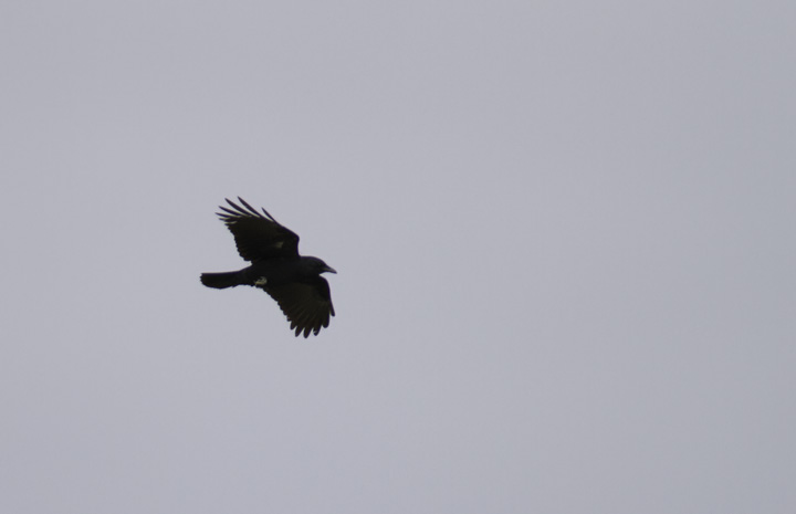 A Fish Crow in flight over Salisbury, Maryland (4/10/2011). Photo by Bill Hubick.