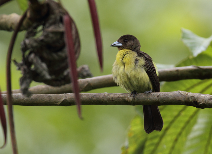 Female and male Flame-rumped Tanagers, or Lemon-rumped Tanagers, near El Valle, Panama (7/13/2010). Photo by Bill Hubick.