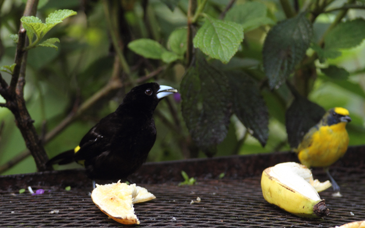 Female and male Flame-rumped Tanagers, or Lemon-rumped Tanagers, near El Valle, Panama (7/13/2010). Photo by Bill Hubick.