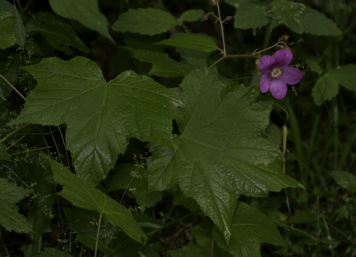 Flowering Raspberry in Garrett Co., Maryland (6/12/2011). Photo by Bill Hubick.