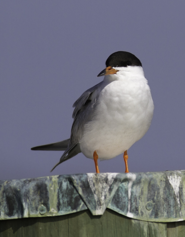 My first sighting of Forster's Tern for the year in Maryland - Whitehaven, Wicomico Co. (3/27/2011). Photo by Bill Hubick.