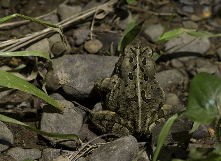 A Fowler's Toad in Allegany Co., Maryland (6/4/2011). Closely tied to the coastal plain, this was my first definitive encounter with the species this far west in Maryland. It is known from areas near the Potomac River even in western Maryland. Photo by Bill Hubick.