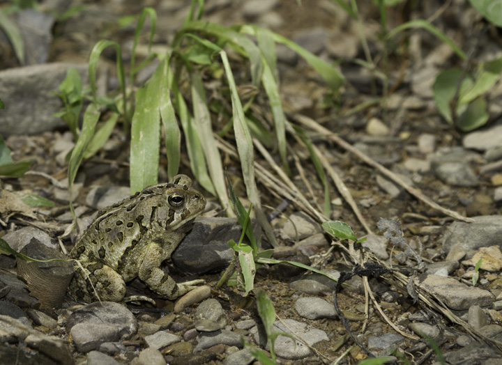 A Fowler's Toad in Allegany Co., Maryland (6/4/2011). Closely tied to the coastal plain, this was my first definitive encounter with the species this far west in Maryland. It is known from areas near the Potomac River even in western Maryland. Photo by Bill Hubick.