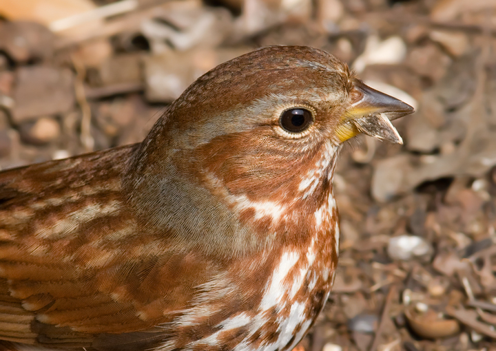 fox sparrow fox sparrow