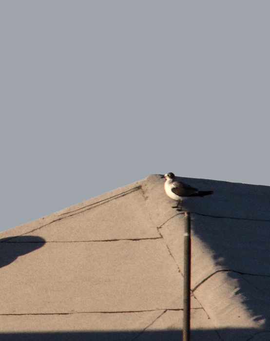 A first-cycle Franklin's Gull at the Ocean City Inlet, Maryland (11/29/2009). It was a Worcester Co. bird for Mark Hoffman, which says a lot about the species' rarity in the county. It appears to be the third record for the county after 2/8/1986 (Rick Blom, pelagic) and 10/11/1991 (Michael O'Brien, O.C. Inlet). Thanks to Bob Ringler for maintaining and sharing these records. Notice the tiny bill, delicate structure, cute appearance, distinctive partial hood, short wings, and clean white underwings with black in the primaries.