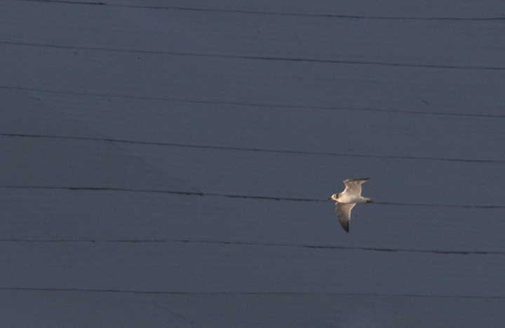 A first-cycle Franklin's Gull at the Ocean City Inlet, Maryland (11/29/2009). It was a Worcester Co. bird for Mark Hoffman, which says a lot about the species' rarity in the county. It appears to be the third record for the county after 2/8/1986 (Rick Blom, pelagic) and 10/11/1991 (Michael O'Brien, O.C. Inlet). Thanks to Bob Ringler for maintaining and sharing these records. Notice the tiny bill, delicate structure, cute appearance, distinctive partial hood, short wings, and clean white underwings with black in the primaries.