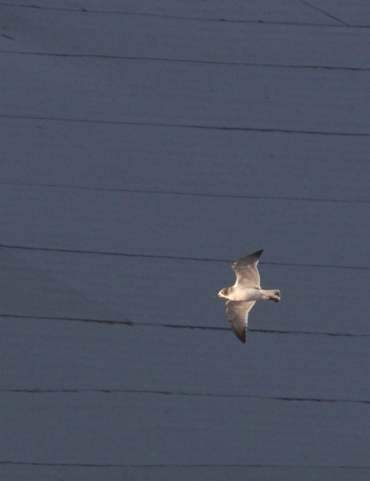 A first-cycle Franklin's Gull at the Ocean City Inlet, Maryland (11/29/2009). It was a Worcester Co. bird for Mark Hoffman, which says a lot about the species' rarity in the county. It appears to be the third record for the county after 2/8/1986 (Rick Blom, pelagic) and 10/11/1991 (Michael O'Brien, O.C. Inlet). Thanks to Bob Ringler for maintaining and sharing these records. Notice the tiny bill, delicate structure, cute appearance, distinctive partial hood, short wings, and clean white underwings with black in the primaries.