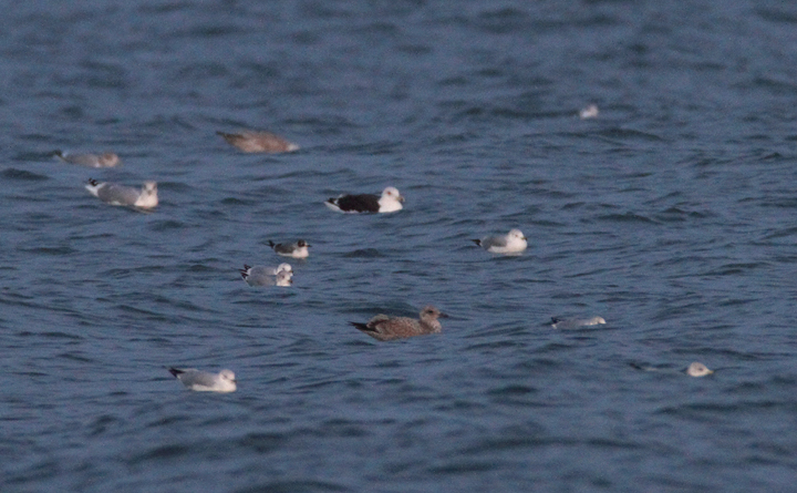 We relocated the bird at dusk after it had gone to roost with the large gull flock north of the fishing pier.