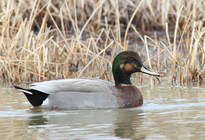 A presumed Brewer's Duck, a striking Gadwall x Mallard hybrid, near Ocean City, Maryland (1/24/2009). Originally
		found and documented by Mikey Lutmerding. Photo by Bill Hubick.