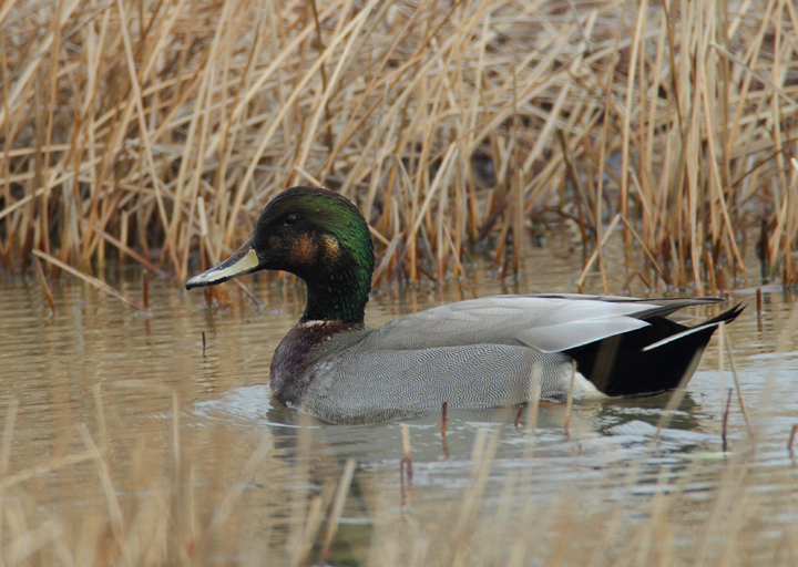 A presumed Brewer's Duck, a striking Gadwall x Mallard hybrid, near Ocean City, Maryland (1/24/2009). Originally
		found and documented by Mikey Lutmerding. Photo by Bill Hubick.