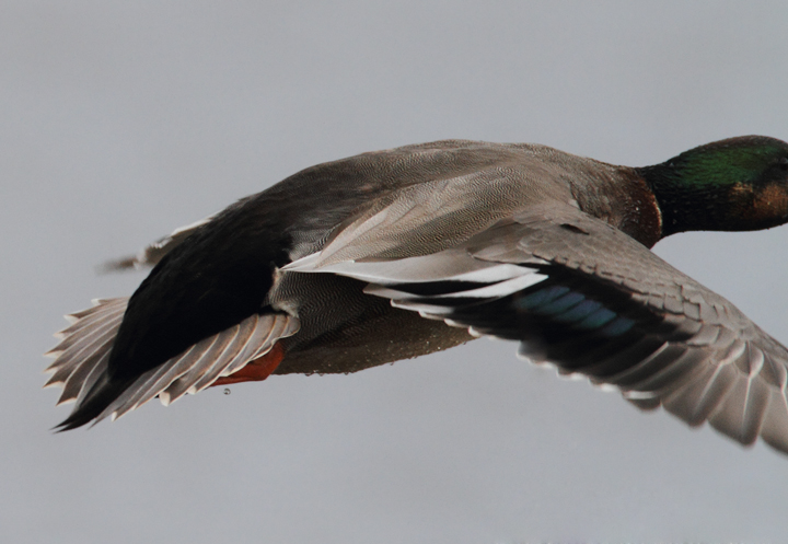 A documentation shot of Gadwall x Mallard hybrid wing pattern. Photo by Bill Hubick.