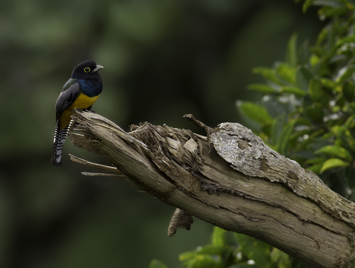 A Gartered Trogon near Gamboa, Panama (7/17/2010). Photo by Bill Hubick.