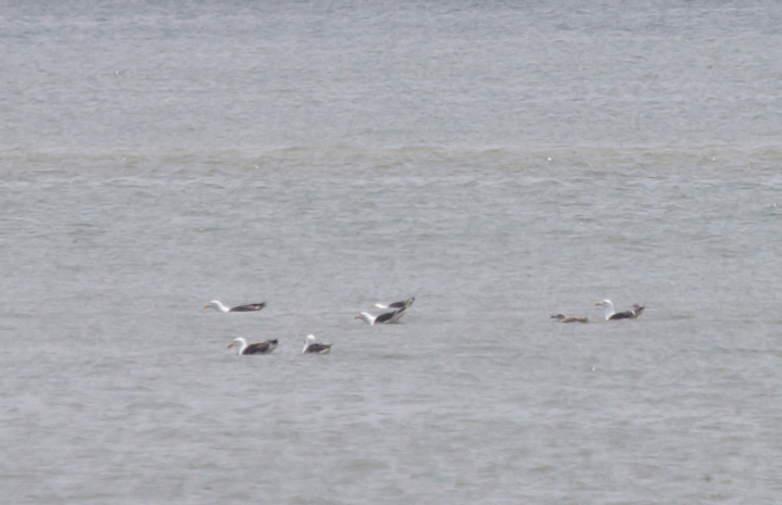 Distant shots of recently fledged Great Black-backed Gulls in Ocean City, Maryland (6/26/2011). Photo by Bill Hubick.