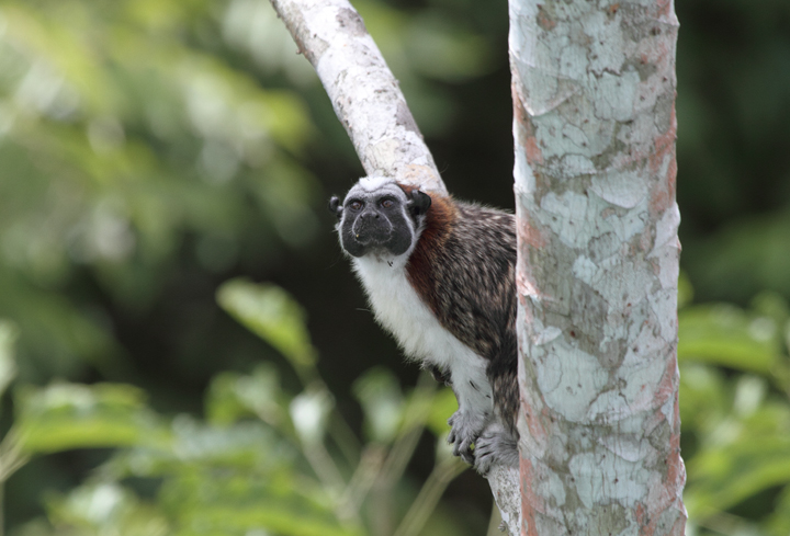 A Geoffroy's Tamarin hanging out and feeding on cecropia fruit (Panama, July 2010). Photo by Bill Hubick.