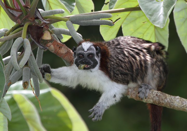 A Geoffroy's Tamarin hanging out and feeding on cecropia fruit (Panama, July 2010). Photo by Bill Hubick.