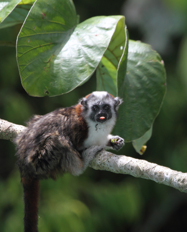 A young Geoffroy's Tamarin lets me know how it feels about me (Panama, July 2010). Photo by Bill Hubick.