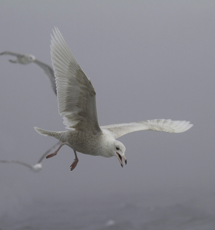 A first-cycle Glaucous Gull shadowed the boat for miles and miles of open ocean in Maryland and Delaware waters (2/5/2011). Photo by Bill Hubick.